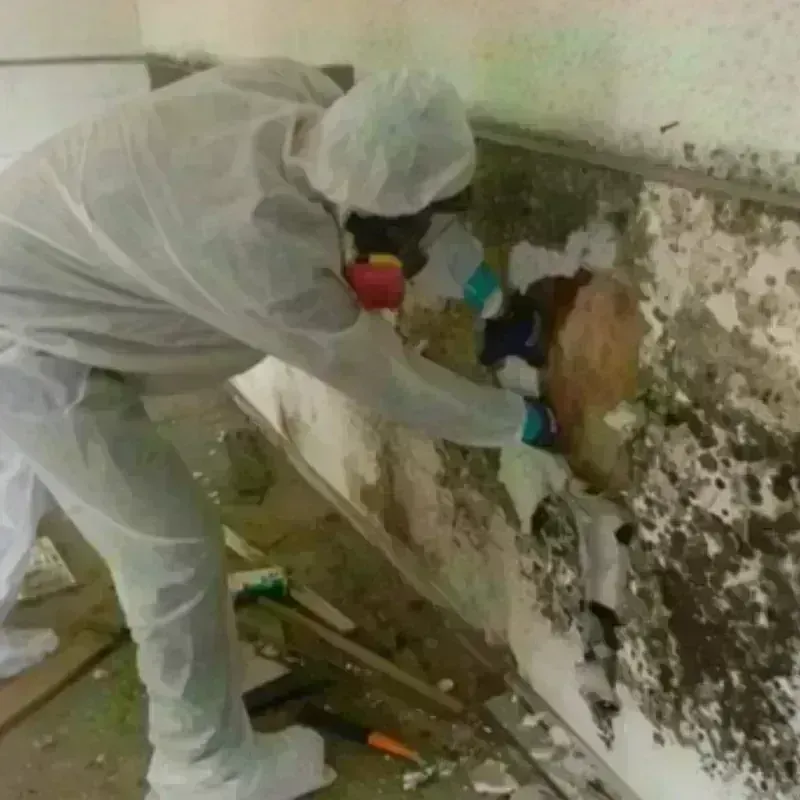 Mold Remediation and Removal in Lecompte, LA